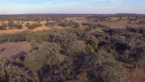 Drone Close-Up of Cork Oak Canopy Revealing Expansive Portuguese Montado 库存影片 316917144