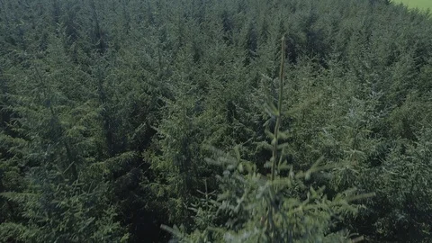 Drone Close Flight Over a Pine Tree Canopy, Yorkshire Video stock 88961855