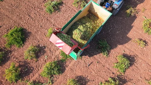 Drone close-up of grape-filled trailer and red container during harvest Stock Footage 318755076