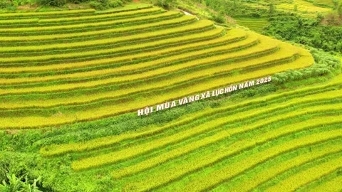 Drone close up orbit tracking golden ripe terraced rice fields 4K Stock Footage 337331769