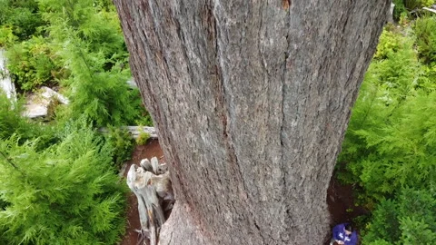 Drone closely goes upward from the base of Big Lonely Doug near Port Renfrew, BC Stockbeeldmateriaal 164007214