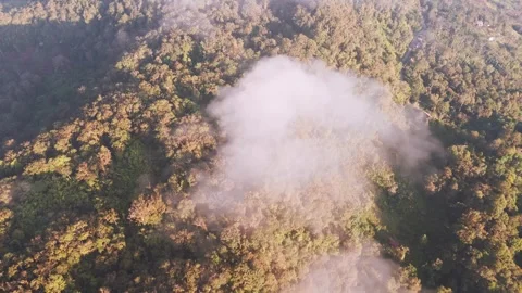 Drone Cloud Puff Over Golden Red Forest Canopy Stock Footage 321189516