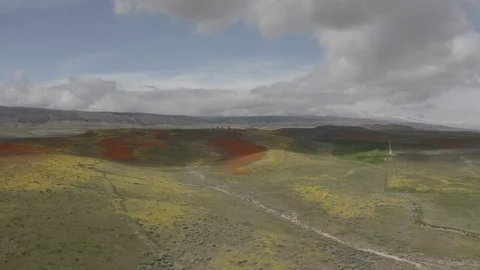 Drone Clouds Over Poppies Real time Stock Footage 114298911