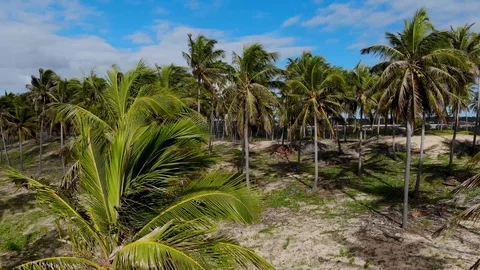 Drone coconut trees blue sky.  Imbassaí Beach. Bahia, Brazil. Vídeo Stock 117045909