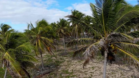Drone coconut trees blue sky.  Imbassaí Beach. Bahia, Brazil. Vídeo Stock 117045936