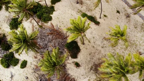 Drone coconut trees in wind. Imbassaí beach. Bahia, Brazil. Vídeo Stock 117045905