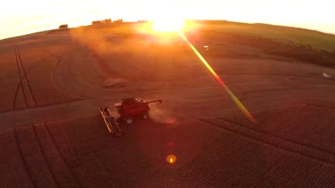 Drone colhendo trigo harvesting wheat sunset Stock Footage