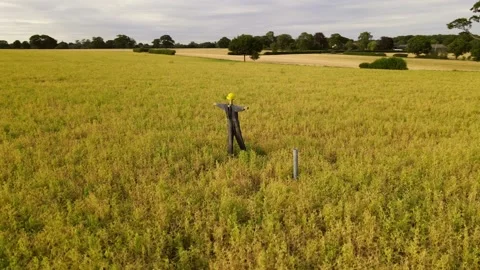 Drone Corkscrew of Scarecrow in Wheat Field 動画素材 137065046