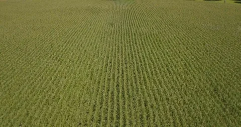 Drone corn field rows to horizon mid day Stock Footage 94113918
