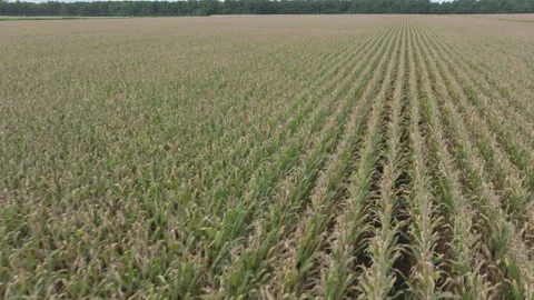 Drone Corn Fields 動画素材 330419459