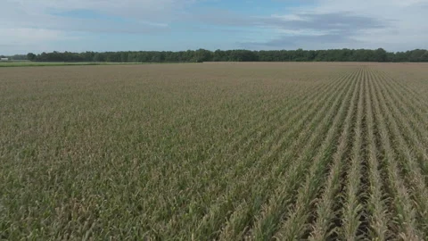 Drone Corn Fileds 動画素材 330419448