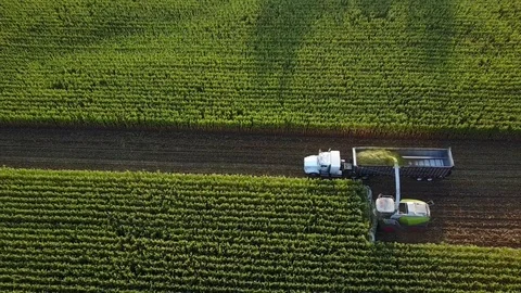 Drone corn harvest 17 Stock Footage 80471787