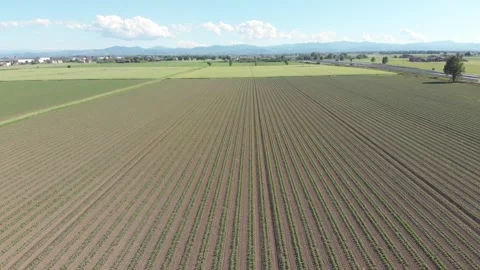 Drone of a countryside planted with tomatoes Stock Footage 277949700