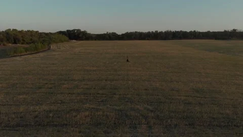 Drone couple fields of gold 스톡 동영상 149363531