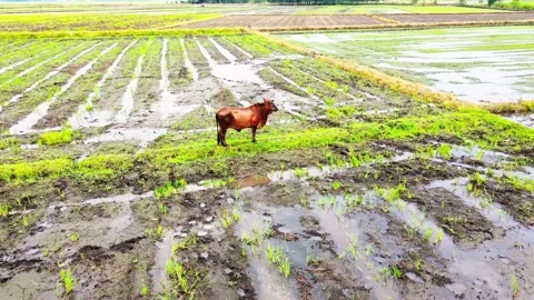 Drone cow Stock Footage 323310905
