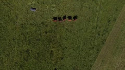 Drone cows and chicken Video stock 198936923