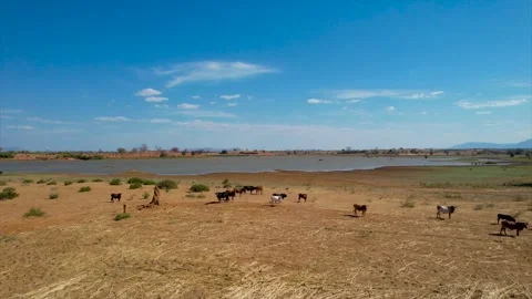 Drone - COWS Video stock 159240214