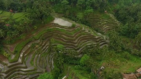 Drone Crane Down Shot Revealing Tegalalang Rice Terraces in Ubud, Bali Stockbeeldmateriaal 345698915