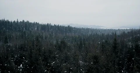 Drone Crane Shot Immense Dark Pine Forest Stock Footage 112912932