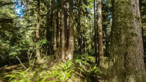 Drone Crash Stock Footage 218066833