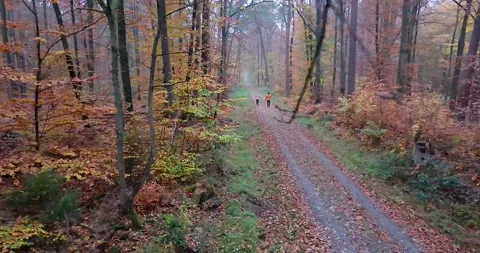 Drone crash hitting a tree branch in an autumn forest Video stock 321136133