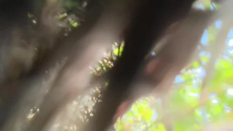 Drone Crash. Stuck in Treetops 스톡 동영상 302811051