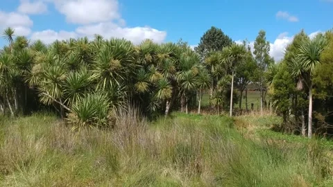 Drone Crash into Trees Stock Footage 199368406