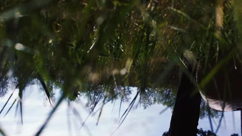 Drone Crashes Into Tree in Forest – POV Drone Accident in Nature Stockbeeldmateriaal 306551149