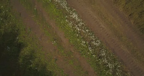 Drone crashing reverse into trees Stock Footage 78527428