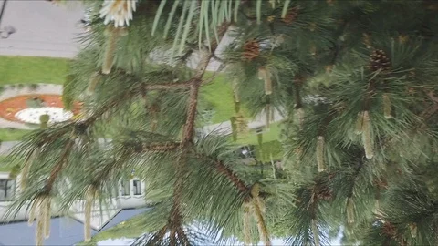 Drone Crashing Into A Tree Vídeo Stock 88169397