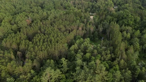 Drone Cruise (down to up) Evening Forestry in Bracebridge Ontario Stock Footage 314233676