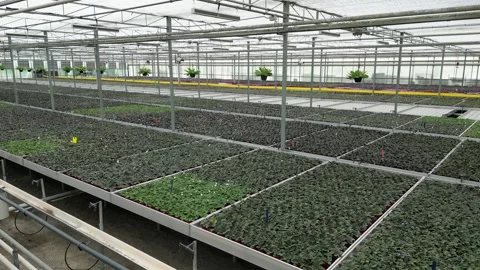 Drone - Cruising Down View of Plants &amp; Flower Beds - Big Greenhouse Stock Footage 314226963