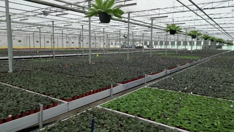Drone - Cruising Through Flower Beds - Big Greenhouse Stock Footage 314227003