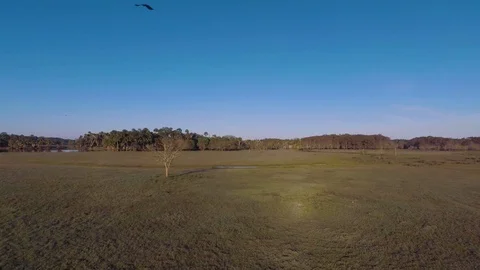Drone of a cypress swamp area Stock Footage 111268893