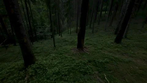 Drone in dark forest Stock-Footage 245674900