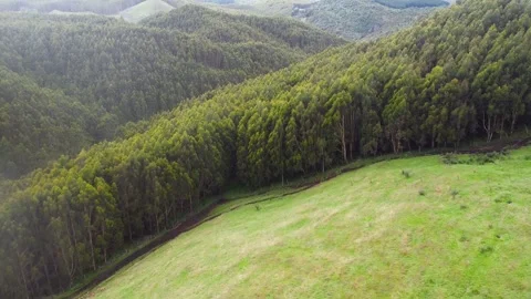 Drone Deer Running in Forest Stock Footage 232200336