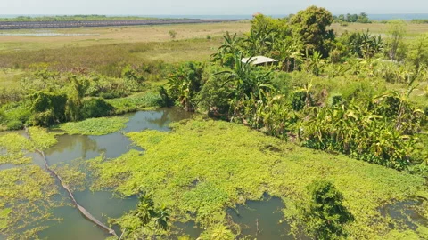 Drone Descending to Artificial Fishpond in Marsh Jungle Stock Footage 344742860