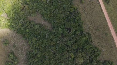 Drone descending into a forest opening beneath a fallen tree Stock Footage 341678515