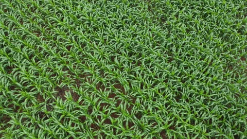 Drone descending from high angle to low top view over green young corn field 動画素材 341368375