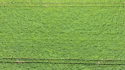 Drone descending over dense green potato field Stock Footage 333278874