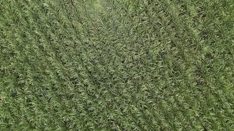 Drone descending over lush sugarcane field from top down view Video stock 337978162
