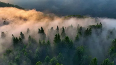Drone Descending Over Misty Pine Forest - Drone Moving Towards Horizon. Paltinu Vidéo 287307477
