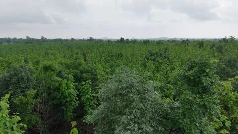 Drone-descending-over-teak-forest-plantation-green-canopy-monsoon-landscape- Stock Footage 340320588
