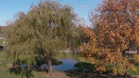 Drone descending revealing willow tree and small pond Stock Footage 135950409