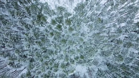 Drone is descending, rotating over a snow-covered pine forest. Drone over gre Stock Footage 219864858