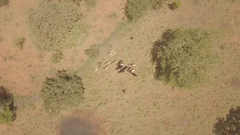 Drone descending on shepherd and cattle Stock Footage 90586261
