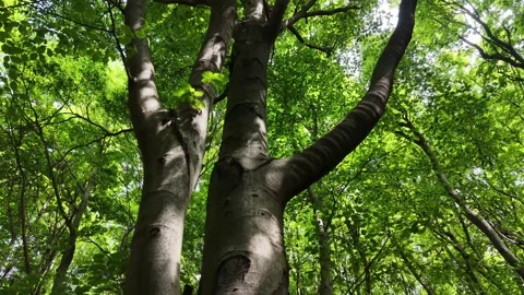 Drone descending through fresh green deciduous forest canopy Stock Footage 337356364