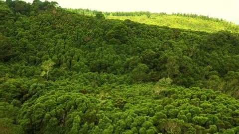 Drone Descending Toward Red Forest Road Through Dense Green Woodland Stock Footage 336318905