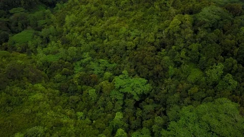 Drone descending in tropical forest Stock Footage 74624111