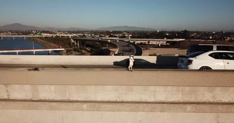 Drone Descends On Bird Stock Footage 123452113